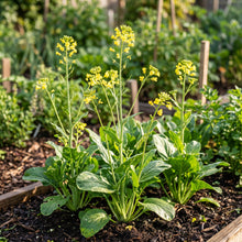 Choy Sum Seeds – Flowering Chinese Cabbage