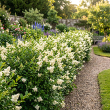 Common Privet Hedge Seeds for Gardens