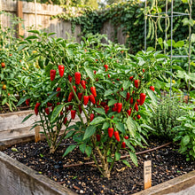 Hot Pepper Demon Red Vegetable Seeds for Planting