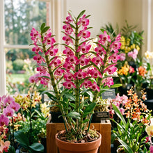 Dendrobium Flower Seeds Pink Red Mix