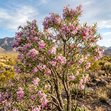 Desert Willow Tree Seeds for Outdoor Planting - Drought Tolerant Flowering Trees for Landscapes & Garden Borders