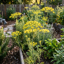 Dill Seeds – Anethum Graveolens Herb Plant