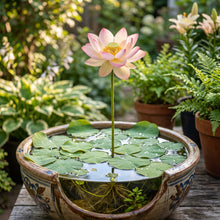 Dwarf Lotus Seeds – Bowl Lotus Water Plant