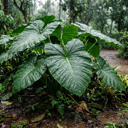 Elephant Ear Colocasia Bulbs for Garden