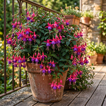 Fuchsia Flower Seeds for Containers