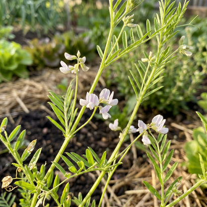 Green Lentil Sprouting Seeds – Garden Lentil Plant