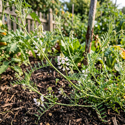 Green Lentil Sprouting Seeds – Garden Lentil Plant