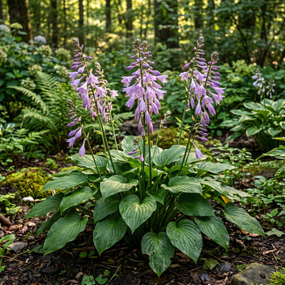 Hosta Ventricosa Blue Plantain Lily Seeds