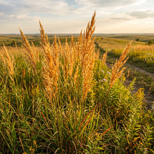 Indiangrass Seeds for Prairie Landscaping - Tall Ornamental Grass Seeds for Outdoor Gardens & Natural Landscapes