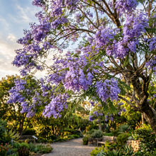 Jacaranda Tree Seeds – Blue Flowering Tree Plant