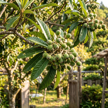 Japanese Loquat Seeds – Tropical Fruit Tree