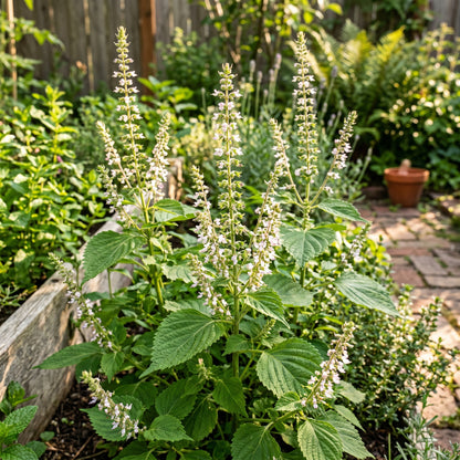 Korean Perilla Herb Seeds for Home Gardens