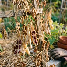 Large Dark Red Bean Seeds – Garden Bean Plant