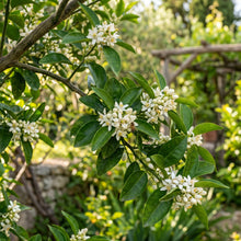 Lime Seeds – Citrus Lime Fruit Plant Seeds