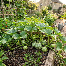 Squash Little Gem Rolet Seeds – Squash Seeds for Home Garden