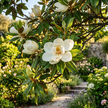 Magnolia Flower Seeds – Ornamental Tree Plant