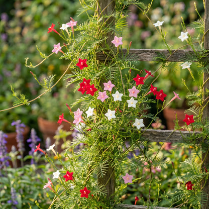 Mixed Cypress Vine Seeds – Annual Climbing Flower Seeds for Vertical Garden Growing