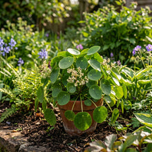 Money Plant Flower Seeds for Indoor & Outdoor Growing - Decorative Seasonal Flowers for Containers & Garden Beds