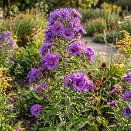New England Aster Seeds – Purple Wildflower Plant