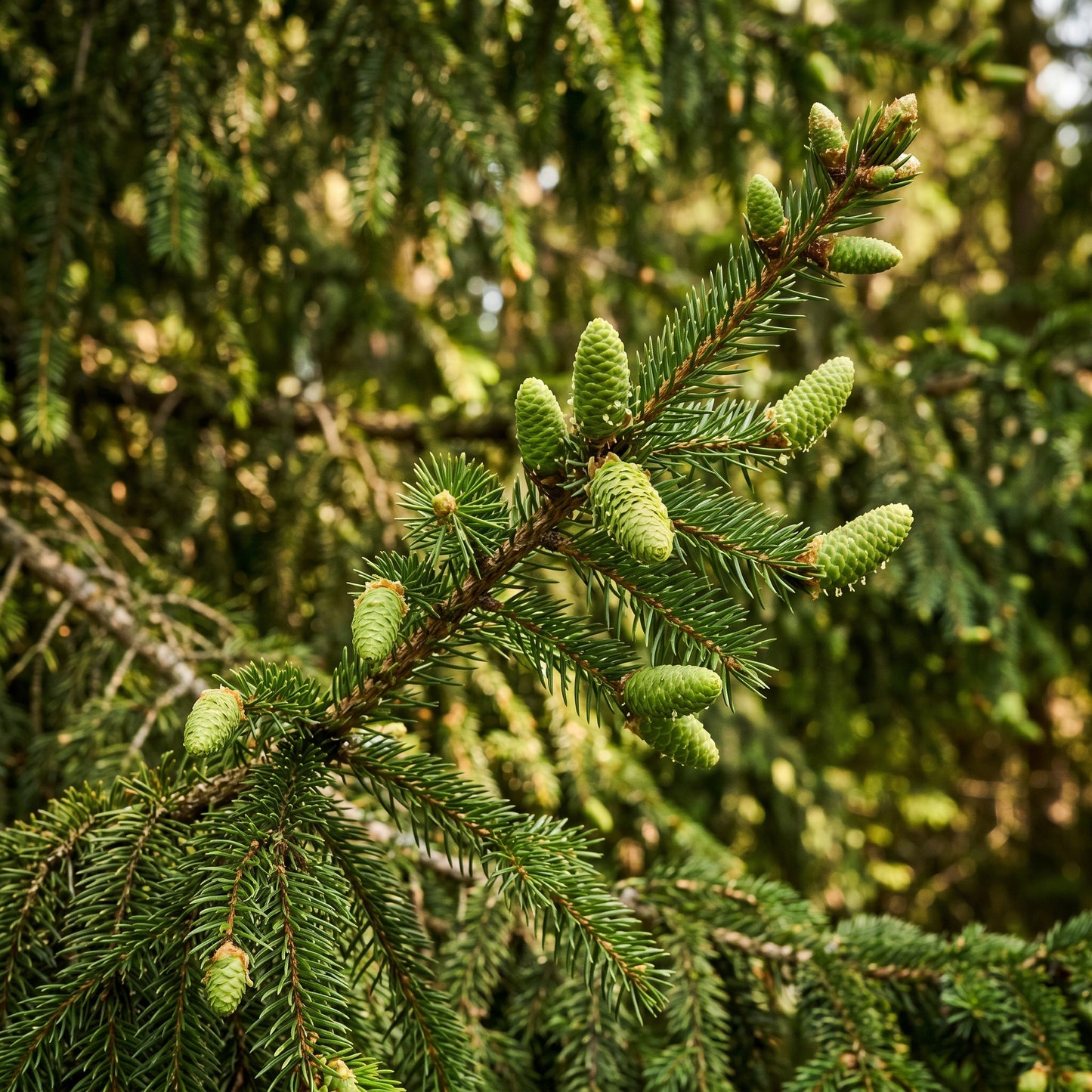 Norway Spruce Tree Seeds (Picea abies) – Evergreen Landscape Tree Seeds