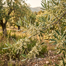 Olive Tree Seeds – Olea Europaea Garden Tree