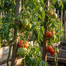 Oxheart Tomato Seeds for Planting