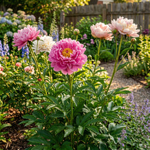 Peony Lactiflora Seeds – Long Stem Flower Plant
