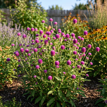 Purple Globe Amaranth Seeds – Gomphrena Flower Plant