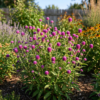 Purple Globe Amaranth Seeds – Gomphrena Flower Plant