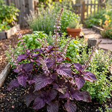 Red Shiso Seeds (Perilla frutescens) – Purple Shiso Herb Seeds