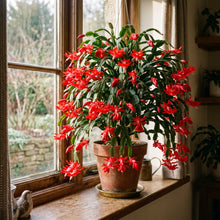 Red Christmas Cactus – Schlumbergera Indoor Flower Plant
