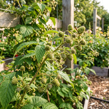 Red Raspberry Seeds – Sweet Fruit Plant