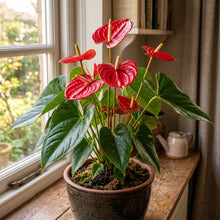 Red Anthurium Flower Seeds for Indoor Planting - Tropical Decorative Flower Plants for Containers & Home Gardens