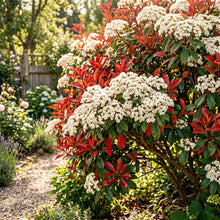 Red Robin Photinia Shrub Seeds