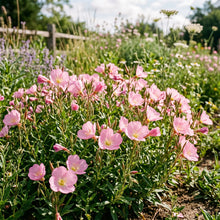 Showy Evening Primrose Seeds – Pink Flower Plant