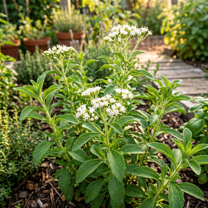 Stevia Seeds (Stevia rebaudiana) – Sweet Leaf Herb Seeds