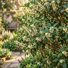 Sweet Olive Shrub Seeds - Fragrant Flowering Shrub Seeds for Containers, Borders & Landscape Gardens