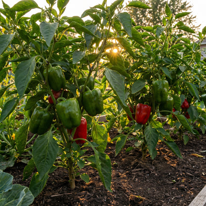 Sweet Pepper Thor Vegetable Seeds for Planting