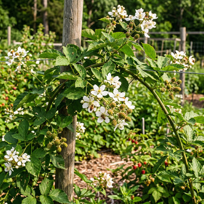 Blackberry Seeds – Thornless Fruit Plant