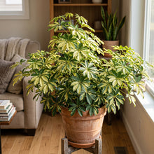 Trinette Schefflera Seeds for Indoor Gardens