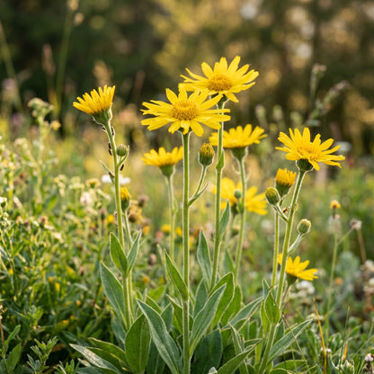 Yellow Arnica Montana Flower Seeds – Garden Flower Plant