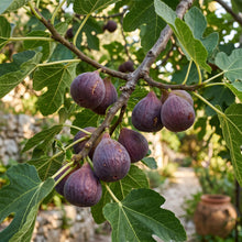 Fig Tree Seeds for Home Gardens
