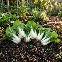 Bok Choy Seeds – Pak Choi Vegetable Plant