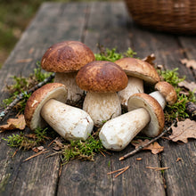 Porcini Mushroom Spores (Boletus edulis) – King Bolete Mushroom Spawn