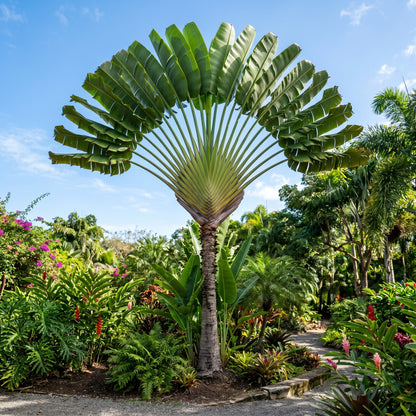 Traveler’s Palm Seeds (Ravenala madagascariensis) – Bird of Paradise Palm Seeds