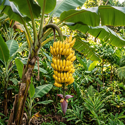 Banana Tree Seeds (Musa spp.) – Tropical Banana Plant Seeds