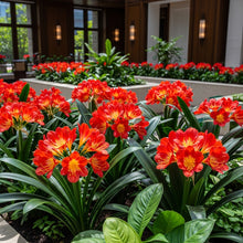 Red Clivia Flower Seeds for Decorative Indoor Garden Planting