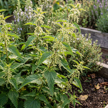 Stinging Nettle Urtica Dioica Seeds