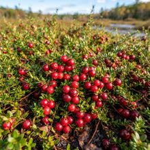 Cranberry (Vaccinium macrocarpon) Seeds for Planting