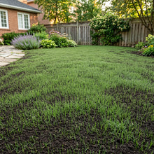 Northern Zone Lawn Grass Seeds – Turf Grass Blend